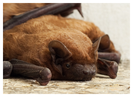 Maryland brown bat